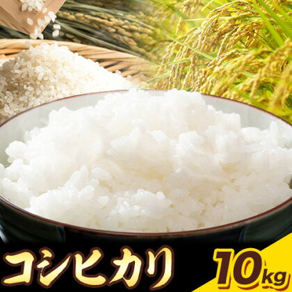 特別栽培米 コシヒカリ 10kg（5kg×2袋）有限会社 田中農場《90日以内に出荷予定(土日祝除く)》鳥取県 八頭町 米 お米 ご飯 送料無料 2341381 - 鳥取県八頭町