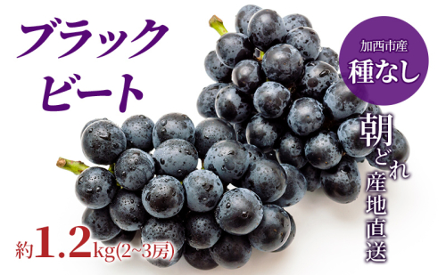 【令和8年産】ブラックビート 2～3房 セット  ぶどう 種無し 皮ごと 兵庫県産 大粒 農家直送 果物 果物類 フルーツ デザート ブドウ 詰め合わせ 甘い 粒 糖度 巨峰  2341383 - 兵庫県加西市