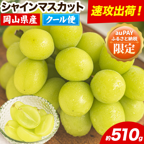 【au PAY ふるさと納税限定】すぐ届く!!【スピード速攻出荷！ 3～7営業日発送】シャインマスカット 約510g 《3～7営業日以内に発送》厳選 旬 ぶどう ブドウ 葡萄 マスカット 果物 フルーツ ギフト 岡山県 笠岡市 訳あり クール便 爽やか 贅沢 2342185 - 岡山県笠岡市