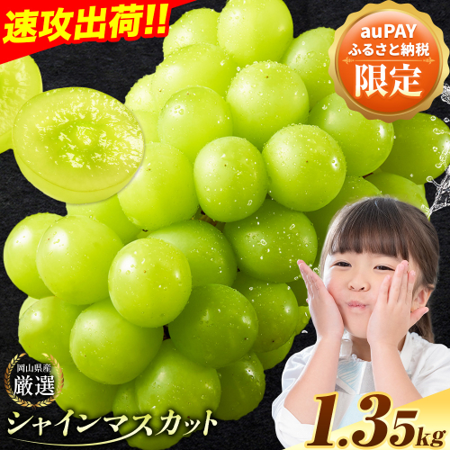 すぐ届く！【スピード出荷! 3-7営業日以内発送】シャインマスカット 厳選 訳あり シャインマスカット 約 1.35kg シャインマスカット シャインマスカット 訳あり シャインマスカット 2342191 - 岡山県浅口市