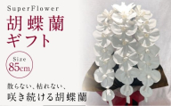 SuperFlower「胡蝶蘭ギフト」 伝統工芸花 工芸花 スーパーフラワー 国産 日本製 熊本県産 胡蝶蘭 コチョウラン こちょうらん  熊本県 熊本市