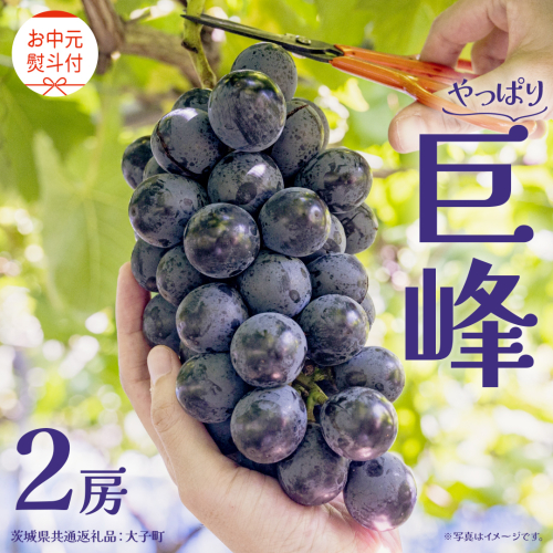 【 お中元 熨斗付き】 巨峰 ２房 【2026年8月上旬発送開始】(茨城県共通返礼品：大子町) ぶどう 葡萄 ブドウ フルーツ 果物 スイーツ ギフト 贈答用 贈り物 プレゼント	 2342974 - 茨城県牛久市