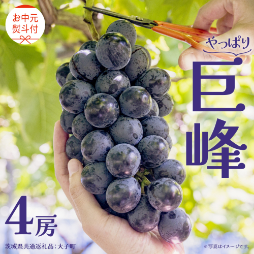 【 お中元 熨斗付き】 巨峰 ４房 【2026年8月上旬発送開始】(茨城県共通返礼品：大子町) ぶどう 葡萄 ブドウ フルーツ 果物 スイーツ ギフト 贈答用 贈り物 プレゼント 2343012 - 茨城県牛久市