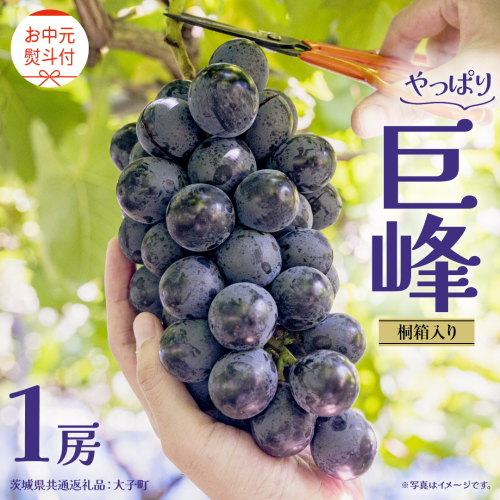 【 お中元 桐箱入り】 巨峰 １房 【2026年8月上旬発送開始】(茨城県共通返礼品：大子町) ぶどう 葡萄 ブドウ フルーツ 果物 スイーツ ギフト 贈答用 贈り物 プレゼント 2343014 - 茨城県牛久市