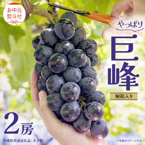 【 お中元 桐箱入り】 巨峰 ２房 【2026年8月上旬発送開始】(茨城県共通返礼品：大子町） ぶどう 葡萄 ブドウ フルーツ 果物 スイーツ ギフト 贈答用 贈り物 プレゼント 2343015 - 茨城県牛久市