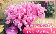シクラメン イリュージア(5号鉢) | 鉢植え 花 園芸 ドラゴン シューベルト ドリームパープル ドリームピンク ヨハンシュトラウス クリスマス 贈り物 ギフト 室内インテリア 栃木県 下野市 送料無料
