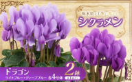 シクラメン ドラゴン ライトブルー・ディープブルー2色入り(各4号鉢) | 鉢植え 花 園芸 イリュージア シューベルト ドリームパープル ドリームピンク ヨハンシュトラウス クリスマス 贈り物 ギフト 室内インテリア 栃木県 下野市 送料無料