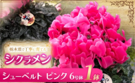 シクラメン シューベルト(ピンク)6号鉢 | 鉢植え 花 園芸 イリュージア ドラゴン ドリームパープル ドリームピンク ヨハンシュトラウス クリスマス 贈り物 ギフト 室内インテリア 栃木県 下野市 送料無料