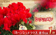 シクラメン ヨハンシュトラウス(赤)6号鉢 | 鉢植え 花 園芸 イリュージア ドラゴン シューベルト ドリームパープル ドリームピンク クリスマス 贈り物 ギフト 室内インテリア 栃木県 下野市 送料無料
