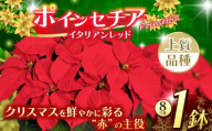 ポインセチア イタリアンレッド(8号鉢) | 鉢植え 花 園芸 イエロールクス 6号鉢 イタリアンレッド 6号鉢 ウィンターローズ 7号鉢 クリスマス 贈り物 ギフト 室内インテリア 観葉植物 栃木県 下野市 送料無料