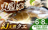 壱岐産　幻天然クエ　丸ごと1本　6kg～8kg《壱岐市》 【みやげ処 縁由】 [JBJ017]
