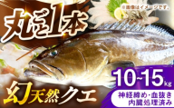壱岐産　幻天然クエ　丸ごと1本　10kg～15kg《壱岐市》 【みやげ処 縁由】 [JBJ020]
