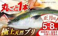 【正月用】　壱岐産　天然ブリ　まるごと1本　5kg～8kg《壱岐市》 【みやげ処 縁由】 [JBJ023]