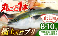 【正月用】　壱岐産　天然ブリ　丸ごと1本　8kg～10kg《壱岐市》 【みやげ処 縁由】 [JBJ025]