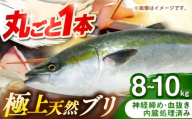 壱岐産　天然ブリ　丸ごと1本　8kg～10kg《壱岐市》 【みやげ処 縁由】 [JBJ031]