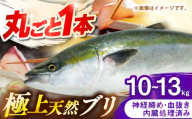 壱岐産　天然ブリ　丸ごと1本　10kg～13kg《壱岐市》 【みやげ処 縁由】 [JBJ033]