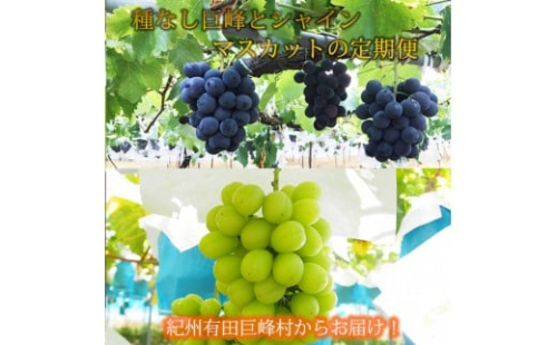 定期便 8・9月発送 紀州有田産旬のぶどうセット（種なし巨峰×約2kg・シャインマスカット×約2kg） 2345057 - 和歌山県有田川町
