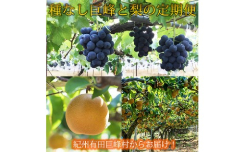 定期便 8・9月発送 紀州有田産旬のフルーツセット（種なし巨峰×2房（約800g〜1kg）・梨×3玉 化粧箱入） 2345059 - 和歌山県有田川町