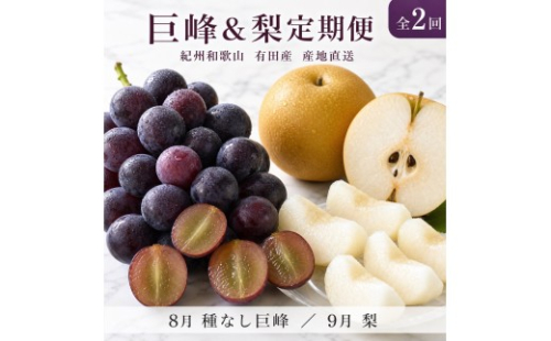 定期便 8・9月発送 紀州有田産旬のフルーツセット（種なし巨峰×2房（約800g〜1kg）・梨×3玉 化粧箱入） 2345059 - 和歌山県有田川町