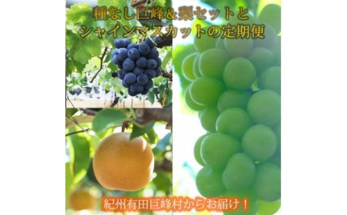 定期便 8・9月発送 紀州有田産旬のフルーツセット（種なし巨峰＆梨セット×計約2kg・シャインマスカット×約2kg） 2345060 - 和歌山県有田川町