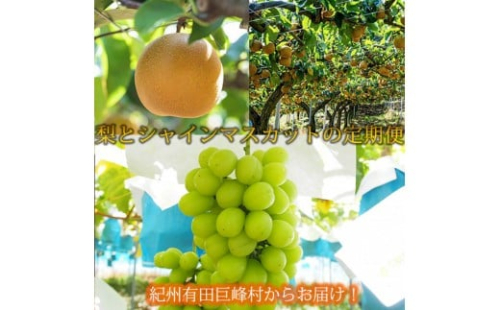 定期便 8・9月発送 紀州有田産旬のフルーツセット（梨×約2kg  化粧箱入・シャインマスカット×約2kg） 2345061 - 和歌山県有田川町