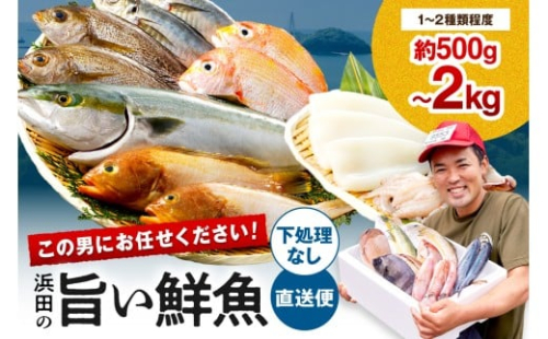 この男にお任せ！浜田の厳選鮮魚お試し便（下処理なし） 【006_2054】 2345064 - 島根県浜田市