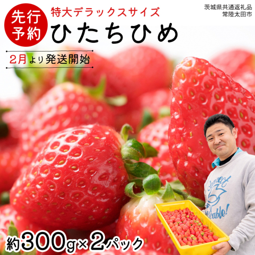【 先行予約 】 ひたち姫 ( 2パック ) 特大 デラックス サイズ 【 2026年2月から発送開始 】( 茨城県共通返礼品 : 常陸太田市 ) いちご 数量限定 果物 くだもの フルーツ 苺 イチゴ ストロベリー 旬 大きい ひたち 甘い あまい 2345216 - 茨城県牛久市