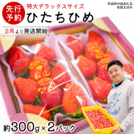 【 先行予約 】 ひたち姫 ( 2パック ) 特大 デラックス サイズ 【 2026年2月から発送開始 】( 茨城県共通返礼品 : 常陸太田市 ) いちご 数量限定 果物 くだもの フルーツ 苺 イチゴ ストロベリー 旬 大きい ひたち 甘い あまい