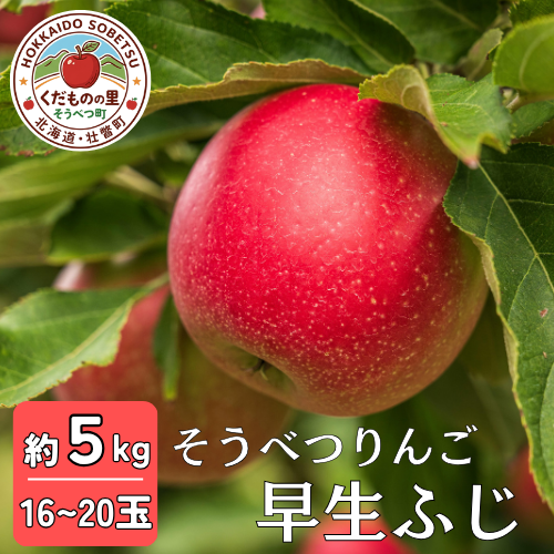 【先行予約】 早生ふじ 約5kg <2026年10月中旬頃～発送予定> SBTB012 2345679 - 北海道壮瞥町