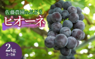 [令和8年産先行予約] 鶴岡市産 ピオーネ 約2kg(3〜5房) 佐藤農園