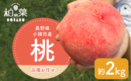 【2026年発送先行予約】 長野県小諸市産桃 約2kg(6~9玉) ギフト用 【Family farm 柏の葉】 2345989 - 長野県小諸市