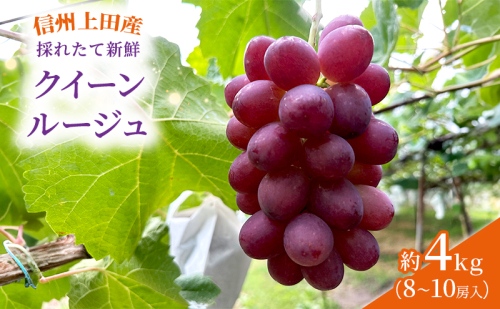 ぶどう クイーンルージュ(R) 信州上田産 金剛寺ぶどう 約4kg 8〜10房 ぶどう 葡萄 ブドウ クイーンルージュ 4kg 果物 くだもの フルーツ デザート 旬の果物 旬のフルーツ 長野県 長野 2346123 - 長野県上田市