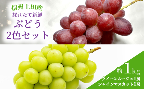 ぶどう クイーンルージュ(R)×シャインマスカット 信州上田産 金剛寺ぶどう 約1kg 2房 2色セット 詰め合わせ  葡萄 ブドウ 1kg 果物 くだもの フルーツ デザート 旬の果物 旬のフルーツ 長野県 長野 2346124 - 長野県上田市
