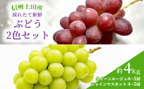 ぶどう クイーンルージュ(R)×シャインマスカット 信州上田産 金剛寺ぶどう 約4kg 8〜10房  2色セット 詰め合わせ  葡萄 ブドウ 4kg 果物 くだもの フルーツ デザート 旬の果物 旬のフルーツ 長野県 長野 2346126 - 長野県上田市