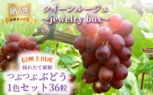 厳選！クイーンルージュ(R) jewelry box 信州上田産 金剛寺ぶどう 36粒 つぶつぶぶどう 1色 セット 詰め合わせ ぶどう マスカット フルーツ 旬の果物 長野 2346127 - 長野県上田市