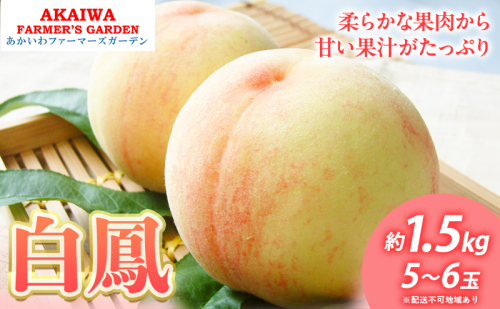 桃 2026年 先行予約 白桃 白鳳 約1.5kg 5～6玉 もも 岡山県 赤磐市産 フルーツ 果物 あかいわファーマーズガーデン 2346398 - 岡山県赤磐市