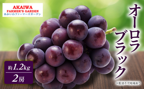ぶどう 2026年 先行予約 オーロラブラック 約1.2kg 2房 葡萄 岡山県 赤磐市産 フルーツ 果物 あかいわファーマーズガーデン 2346425 - 岡山県赤磐市