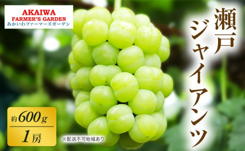 ぶどう 2026年 先行予約 瀬戸ジャイアンツ 約600g 1房 葡萄 岡山県 赤磐市産 フルーツ 果物 あかいわファーマーズガーデン 2346426 - 岡山県赤磐市