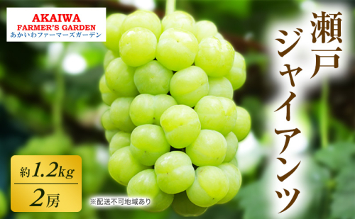 ぶどう 2026年 先行予約 瀬戸ジャイアンツ 約1.2kg 2房 葡萄 岡山県 赤磐市産 フルーツ 果物 あかいわファーマーズガーデン 2346427 - 岡山県赤磐市