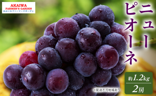 ぶどう 2026年 先行予約 ニューピオーネ 約1.2kg 2房 葡萄 岡山県 赤磐市産 フルーツ 果物 あかいわファーマーズガーデン 2346429 - 岡山県赤磐市