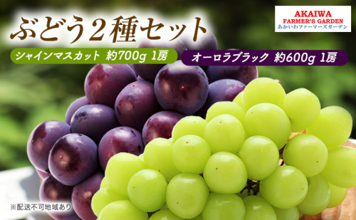 ぶどう 2026年 先行予約 シャインマスカット 約700g 1房 オーロラブラック 約600g 1房 葡萄 岡山県 赤磐市産 フルーツ 果物 2346431 - 岡山県赤磐市