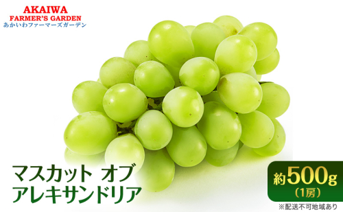 ぶどう 2026年 先行予約 マスカット オブ アレキサンドリア 約500g 1房 葡萄 フルーツ 果物 岡山 赤磐市産 ブドウ 果物類 2346433 - 岡山県赤磐市