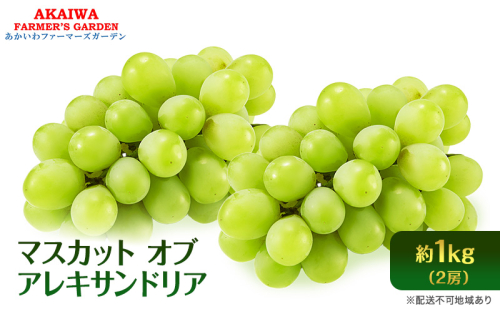 ぶどう 2026年 先行予約 マスカット オブ アレキサンドリア 2房 (約1.0kg) 葡萄 岡山県 赤磐市産 フルーツ 果物 ブドウ 果物類 2346434 - 岡山県赤磐市