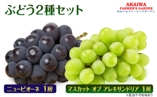 ぶどう 2026年 先行予約 マスカット オブ アレキサンドリア ニューピオーネ 各1房 合計 約1.1kg 葡萄 岡山県 赤磐市産 フルーツ 果物 2346435 - 岡山県赤磐市