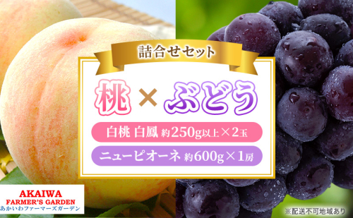 桃 ぶどう 詰合せ 2026年 先行予約 白桃 白鳳 2玉（1玉250g以上） ニュー ピオーネ 1房 約600g 岡山県 赤磐市産 フルーツ 果物 あかいわファーマーズガーデン 2346440 - 岡山県赤磐市