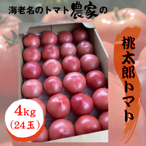 ★２０２６年収穫分　数量限定　先行予約★海老名のトマト農家の桃太郎トマト　４ｋｇ（24玉）〈出荷時期：２０２６年５月１５日～２０２６年６月１５日〉【 トマト 神奈川県 海老名市 】 2346446 - 神奈川県海老名市
