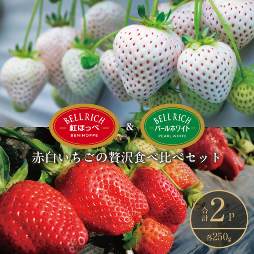 《数量限定》赤白いちごの贅沢食べ比べセット(合計2パック) BELL RICH_H0049-001 2347536 - 北海道浜中町