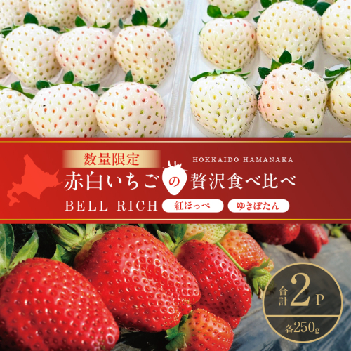 《数量限定》赤白いちごの贅沢食べ比べセット(合計2パック) BELL RICH_H0049-100 2347536 - 北海道浜中町