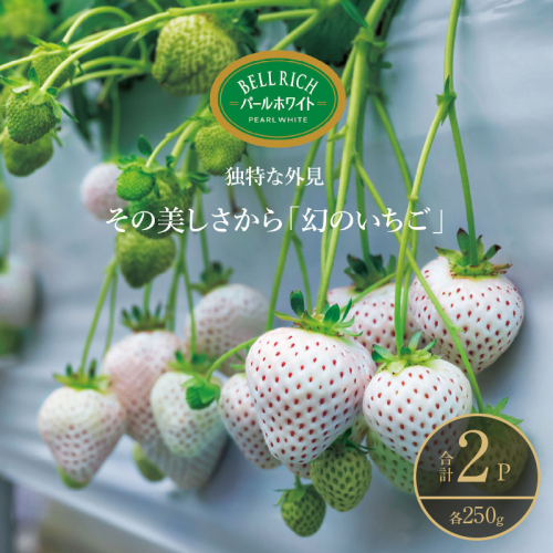 《数量限定》白いちご”パールホワイト”(計2パック) BELL RICH_H0049-002 2347537 - 北海道浜中町