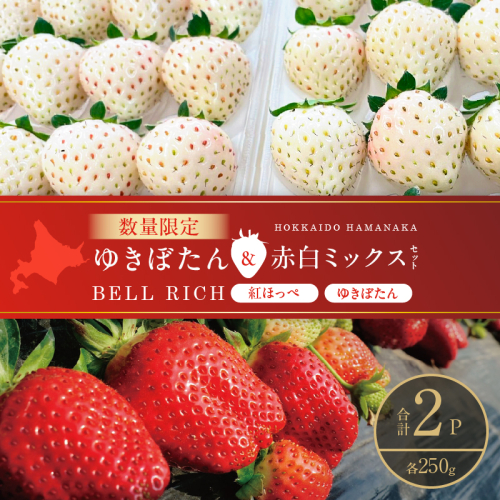 《数量限定》白いちご”ゆきぼたん”＆赤白ミックスセット(合計2パック) BELL RICH_H0049-102 2347539 - 北海道浜中町